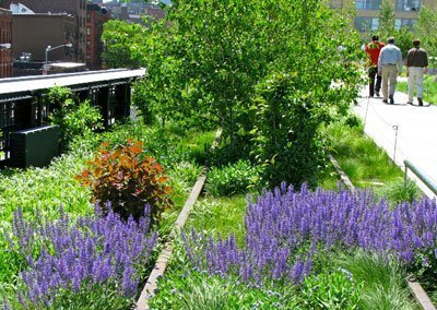 blossoms partly concealing tracks